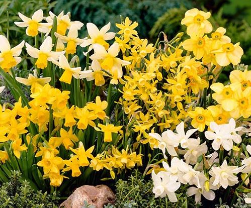 YouGarden Miniature Daffodils