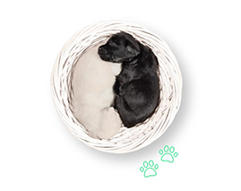 Pet Insurance