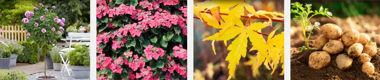 Gardening Express plants