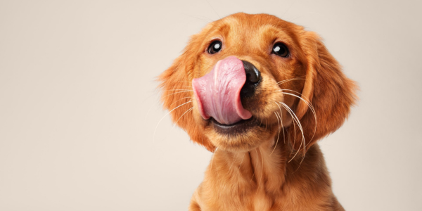 Pets at Home