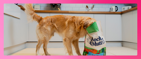 pooch and mutt