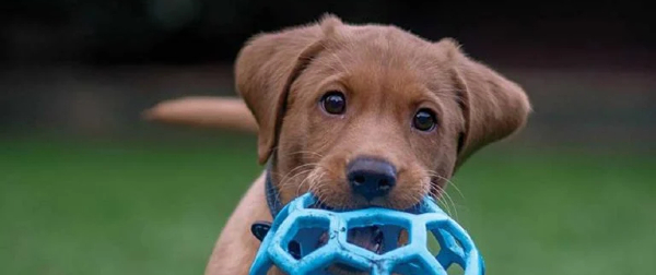 Petplan