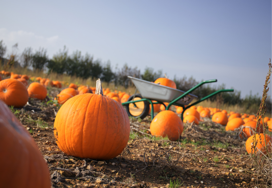 Get £5 cashback, when you spend £3+ on a pumpkin! 